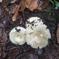Russula iterika