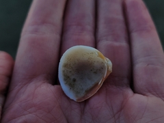 Laevicardium serratum