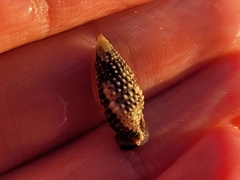 Cerithium lutosum