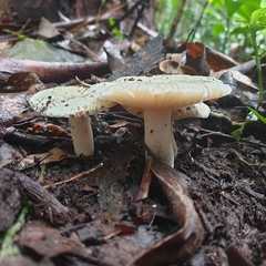 Russula iterika