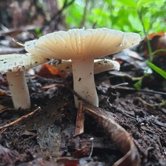 Russula iterika