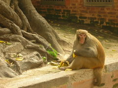 Macaca mulatta