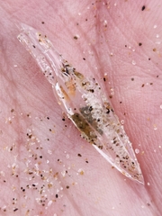 Chelophyes appendiculata