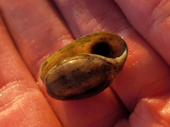 Bulla occidentalis