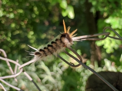 Halysidota ruscheweyhi