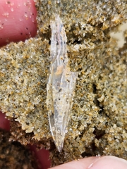 Chelophyes appendiculata