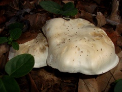 Leucopaxillus