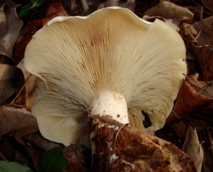 Leucopaxillus