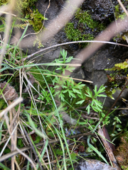 Lomatium utriculatum