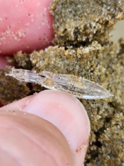 Chelophyes appendiculata