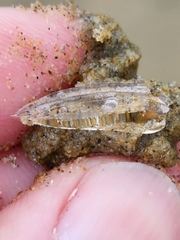 Chelophyes appendiculata