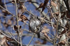 Glaucidium gnoma