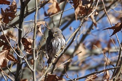 Glaucidium gnoma