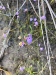 Utricularia dichotoma