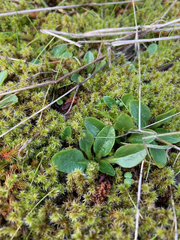 Micranthes integrifolia