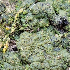 Endocarpon pallidulum