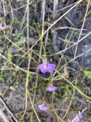 Utricularia dichotoma