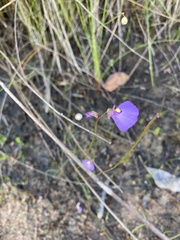 Utricularia dichotoma