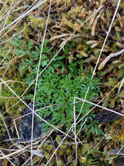 Lomatium utriculatum