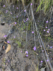 Utricularia dichotoma