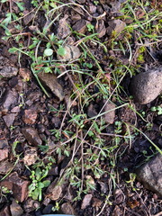 Lomatium utriculatum