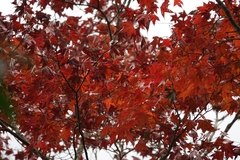 Acer serrulatum