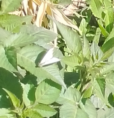 Pieris rapae rapae