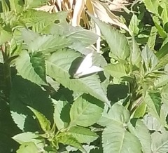 Pieris rapae rapae