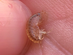 Gammarus mucronatus