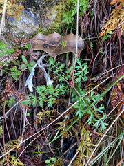 Lomatium utriculatum