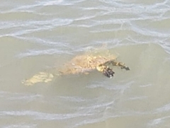 Caretta caretta