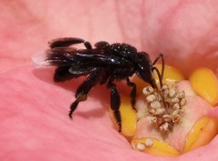 Frieseomelitta nigra