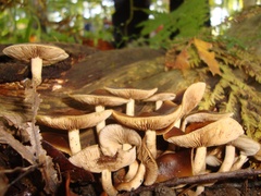 Agrocybe firma