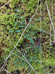 Lomatium utriculatum