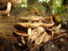 Agrocybe firma