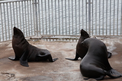 Arctocephalus pusillus pusillus