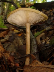 Melanoleuca alboflavida