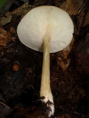 Melanoleuca alboflavida