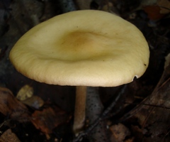 Melanoleuca alboflavida