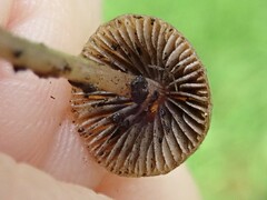 Agaricales