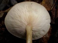Melanoleuca alboflavida