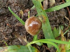 Agaricales