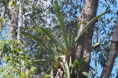Aechmea bracteata