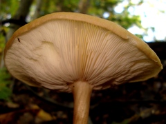 Melanoleuca alboflavida