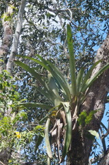 Aechmea bracteata