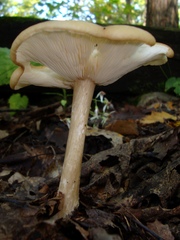 Melanoleuca alboflavida