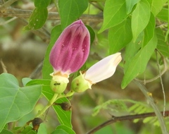 Amphilophium paniculatum
