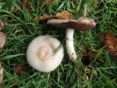 Agaricus xanthodermus