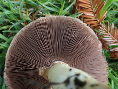 Agaricus xanthodermus