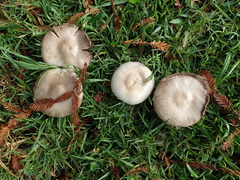 Agaricus xanthodermus